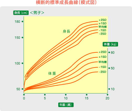 横断的標準成長曲線（模式図）